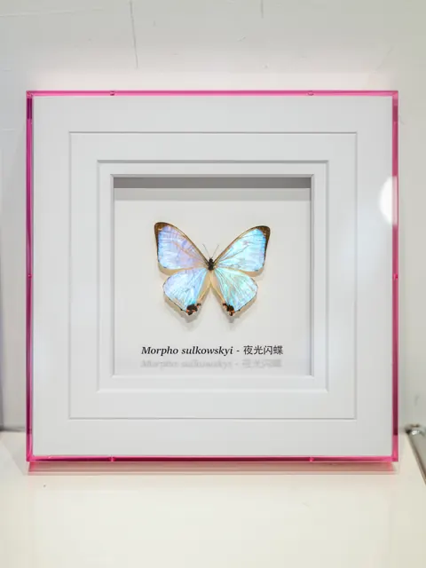 蝶翼与层叠白卡纸 · 完整作品